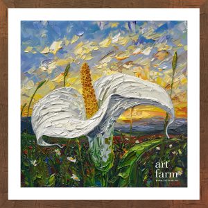 Calla lily - CAL 001