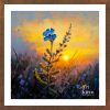 Forget me not - FOR 003