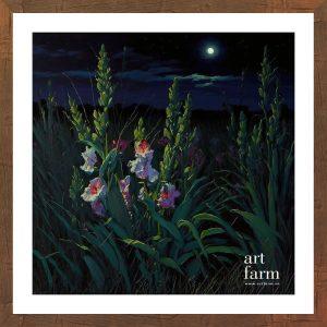Gladiolus - GLA 011