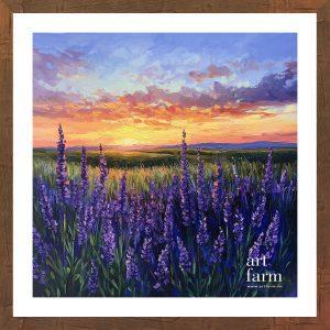 Lavender grassland - LAV 003