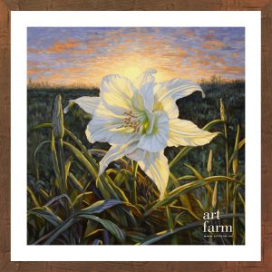 Madonna Lily - MAD 004