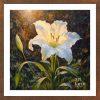 Madonna Lily - MAD 009