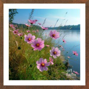 Sulfur cosmos flower - SUL 023