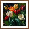 Tulips - TUL 002