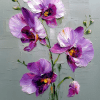 Orchids - 02